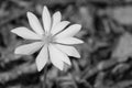 A Black and White Image of a  Bloodroot Flower on the Forest Floor Royalty Free Stock Photo